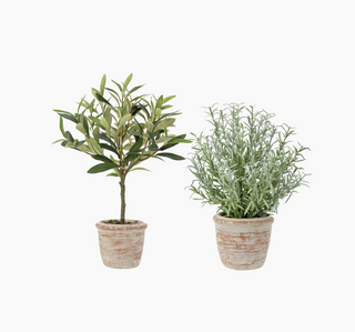 Rosemary and Olive Topiary Set