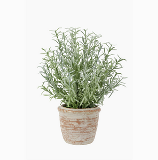 Rosemary and Olive Topiary Set